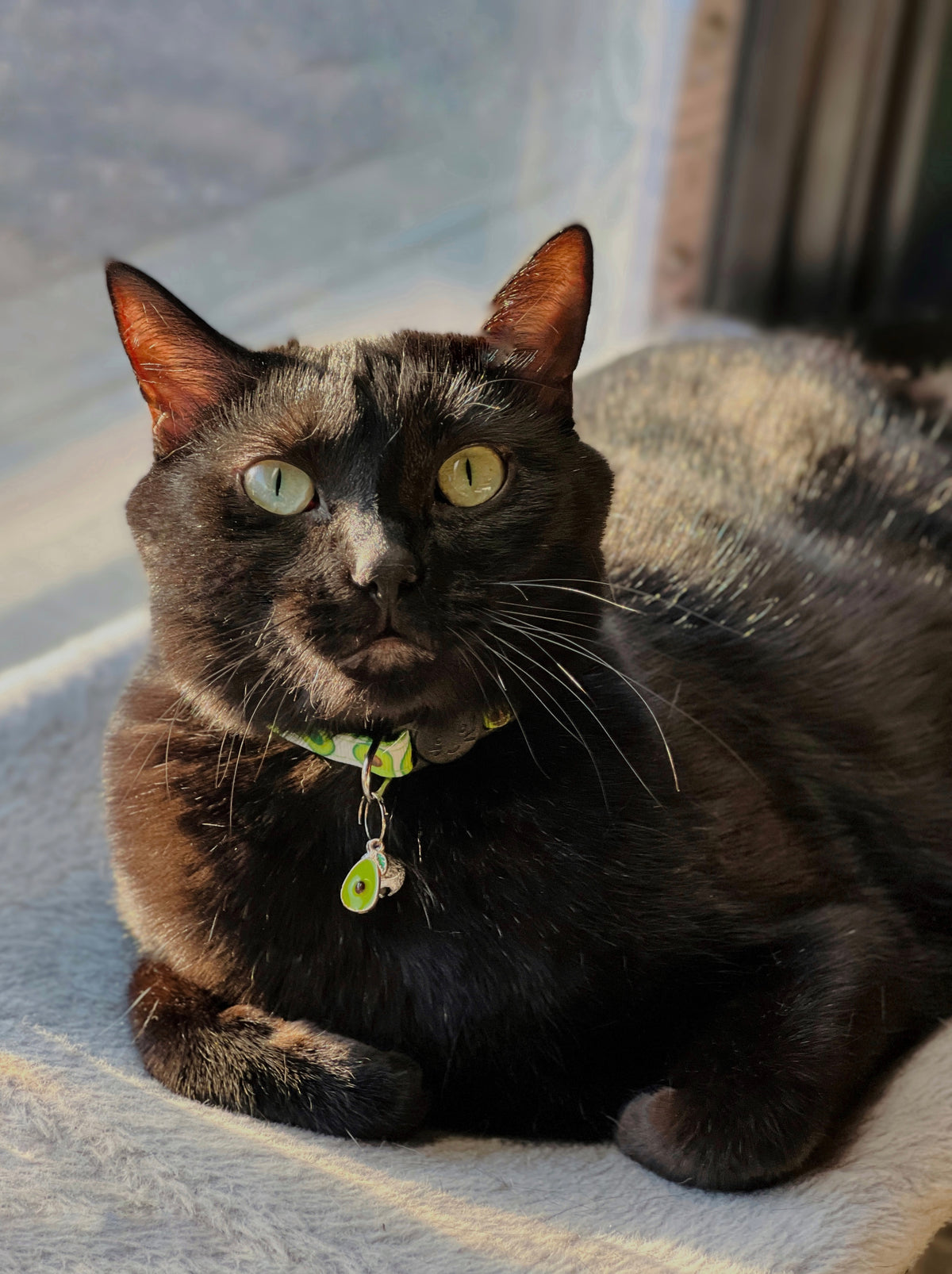 Cat with a collar and tag sitting on a textured surface