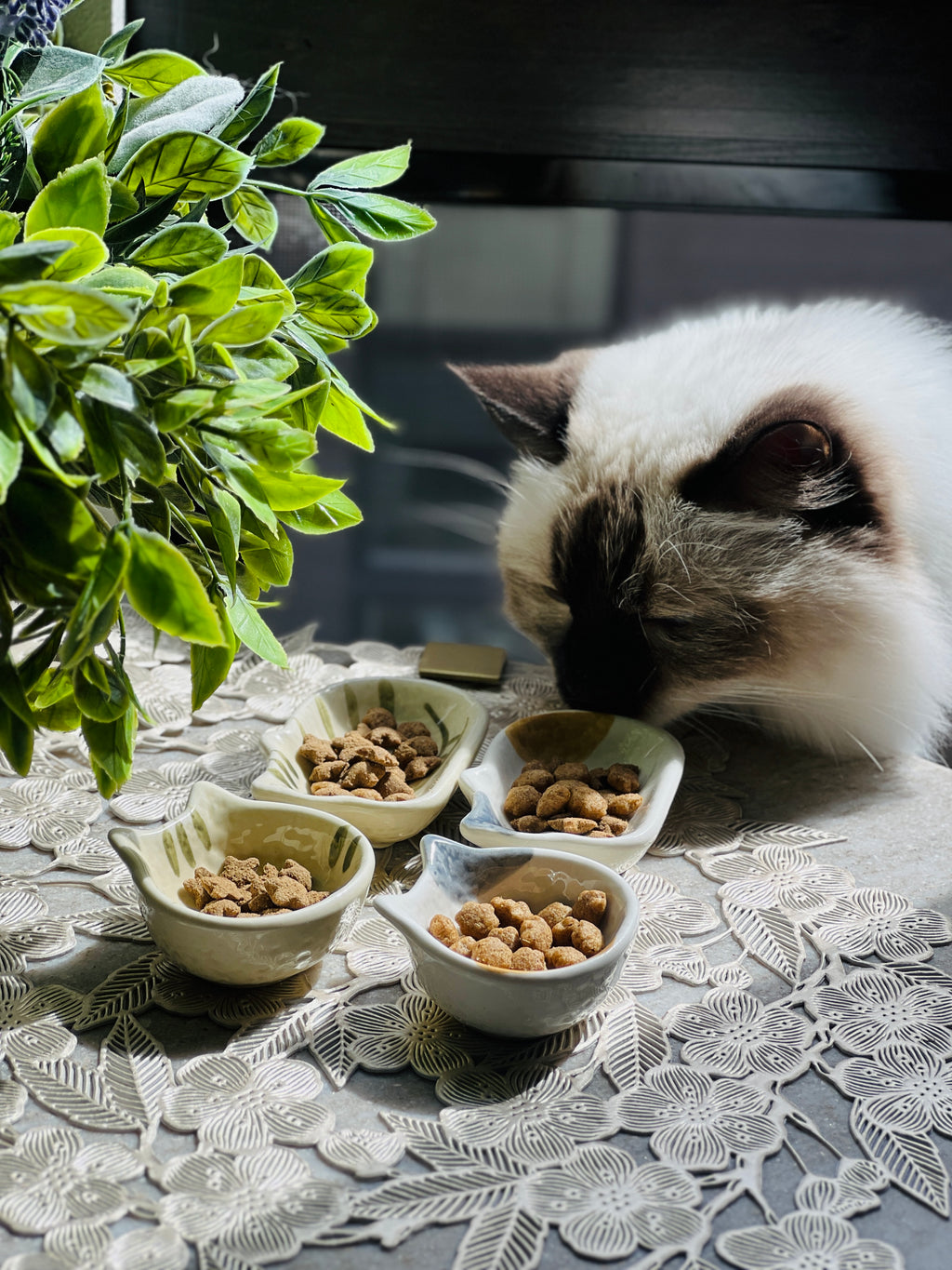 Cat eating from a bowl of food on a table with a plant in the background