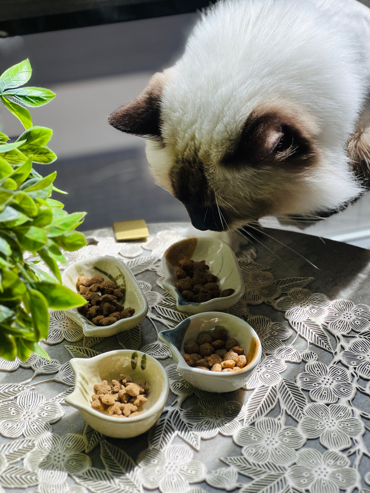 Cat eating from small bowls on a decorative tablecloth with a plant in the corner.