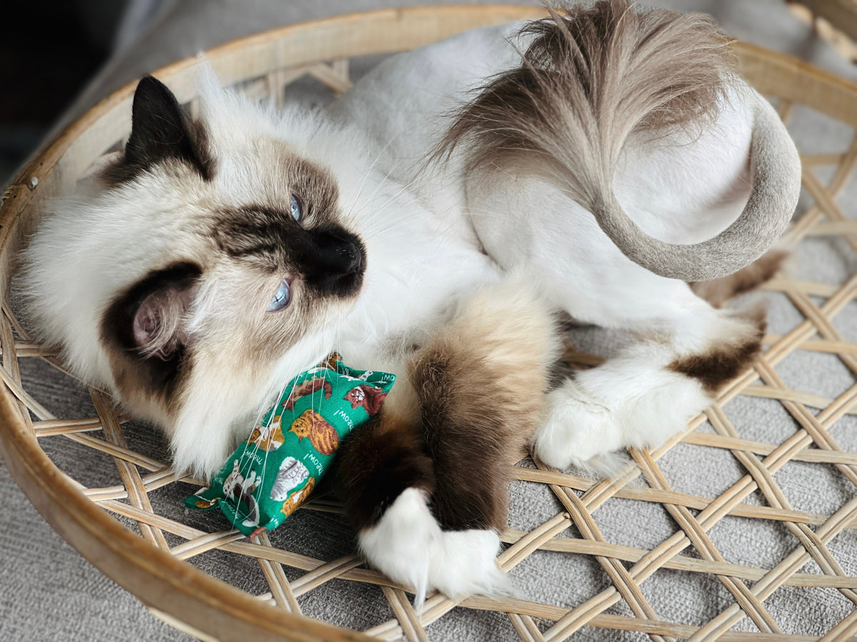 Cat playing with a colorful toy on a woven mat