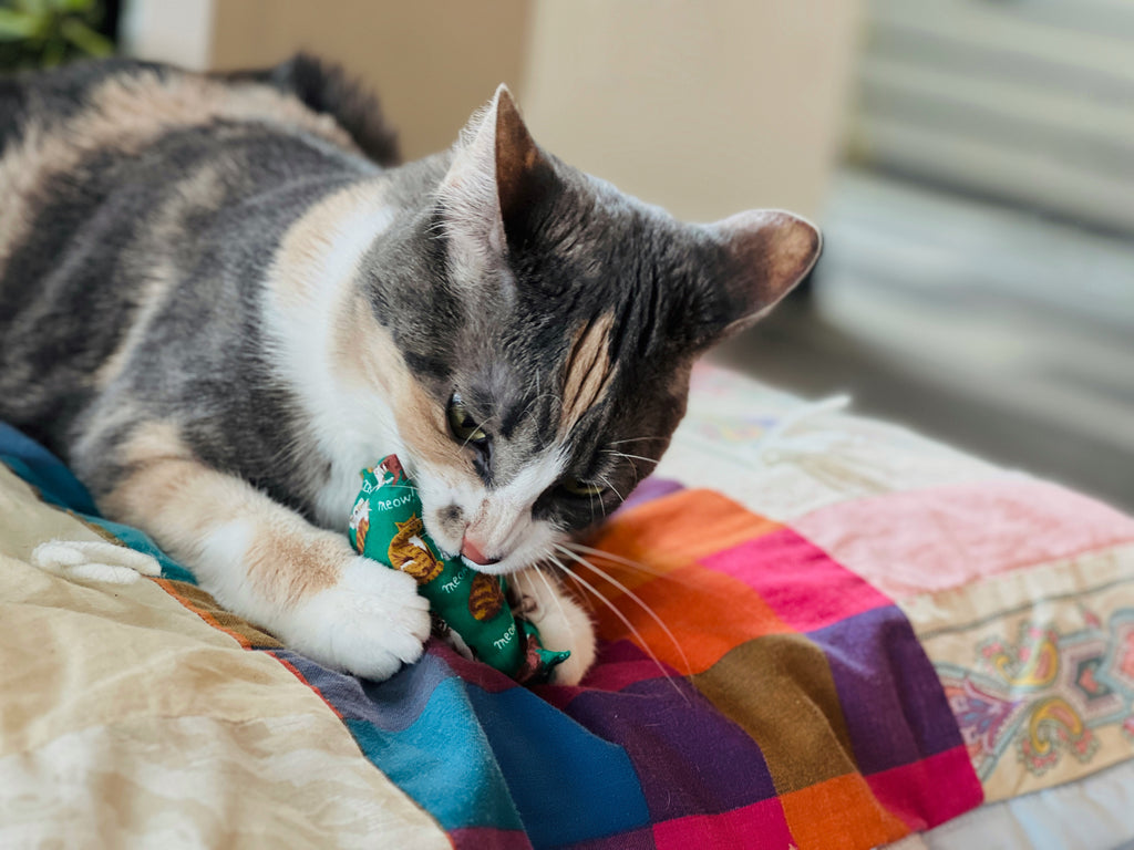 Cat playing with a toy on a colorful blanket