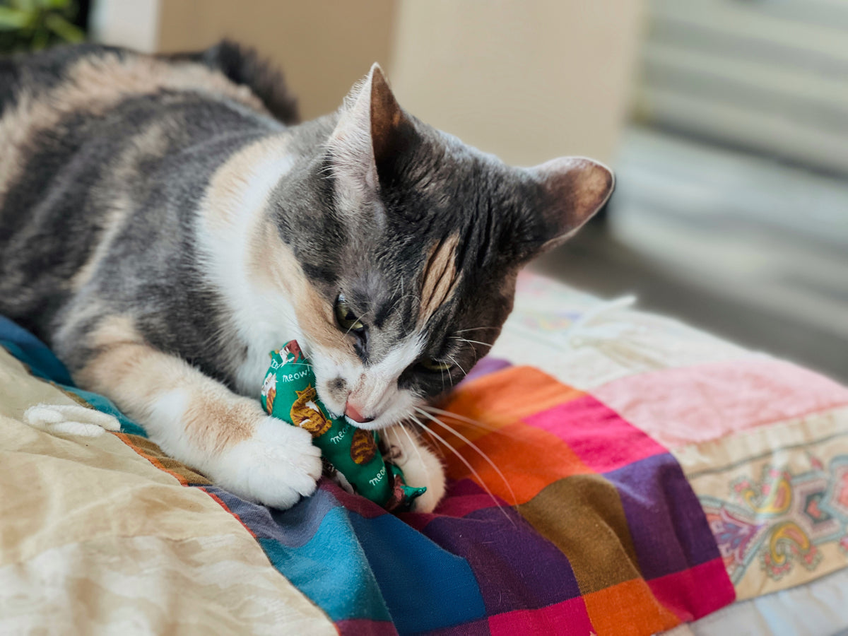 Cat playing with a toy on a colorful blanket