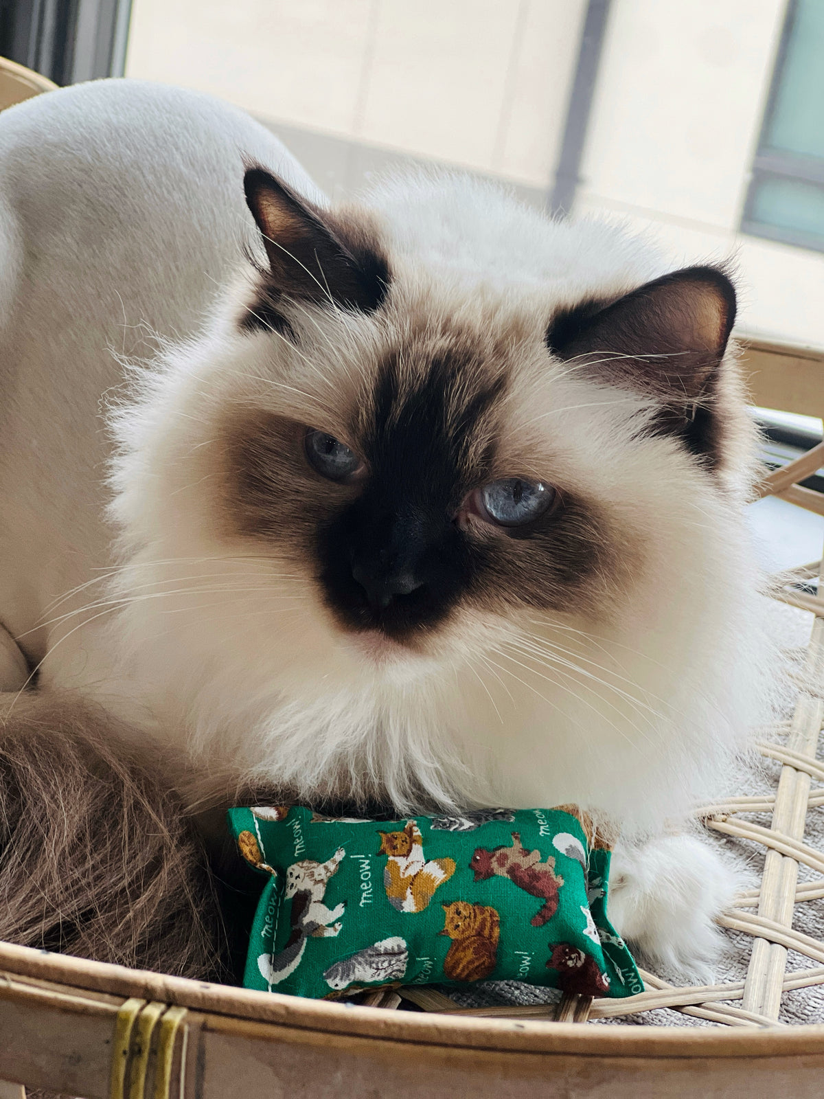 Cat with blue eyes sitting in a basket with a green fabric toy.