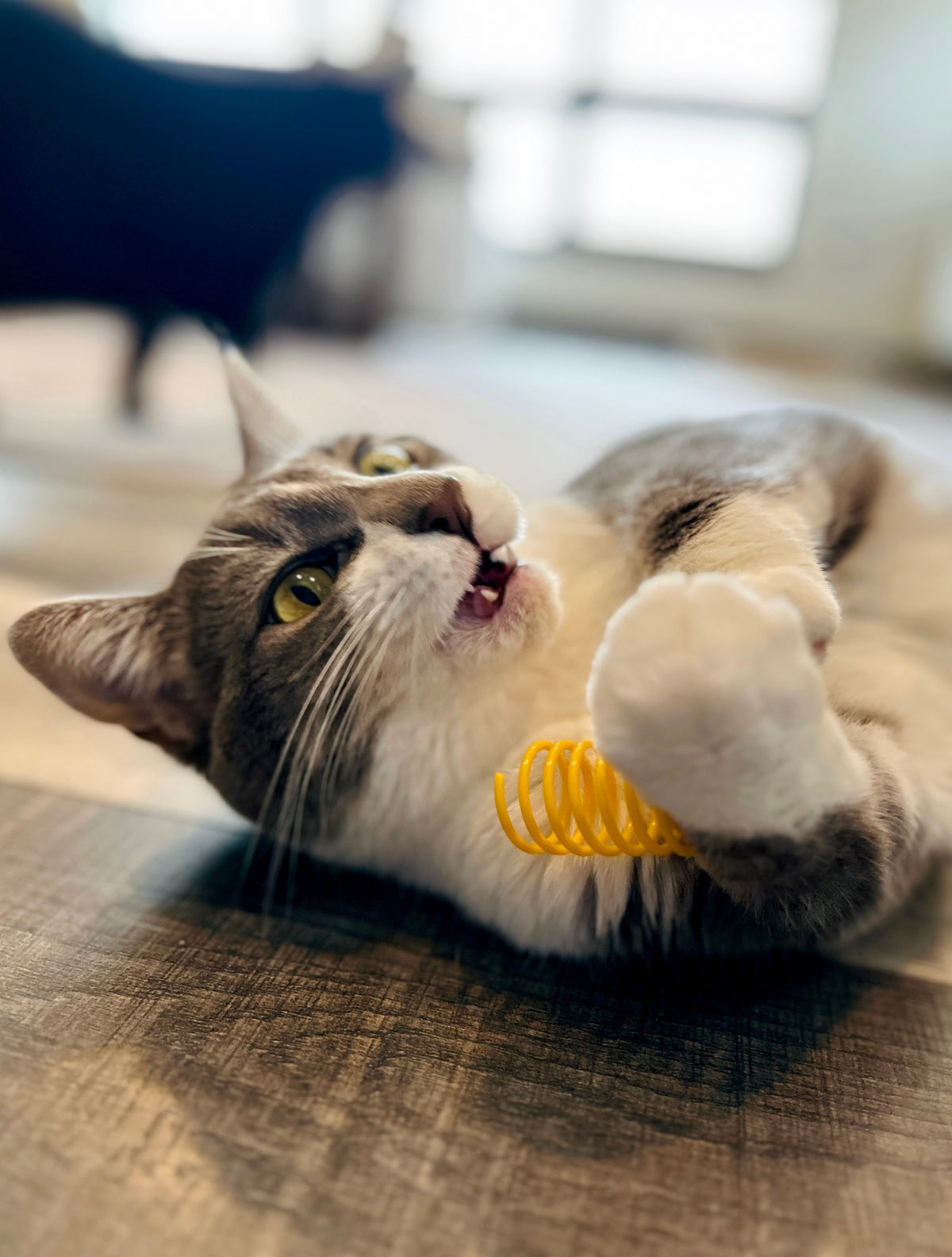 A gray and white cat lies on its back on a wooden floor, playfully biting a yellow coil spring cat toy.