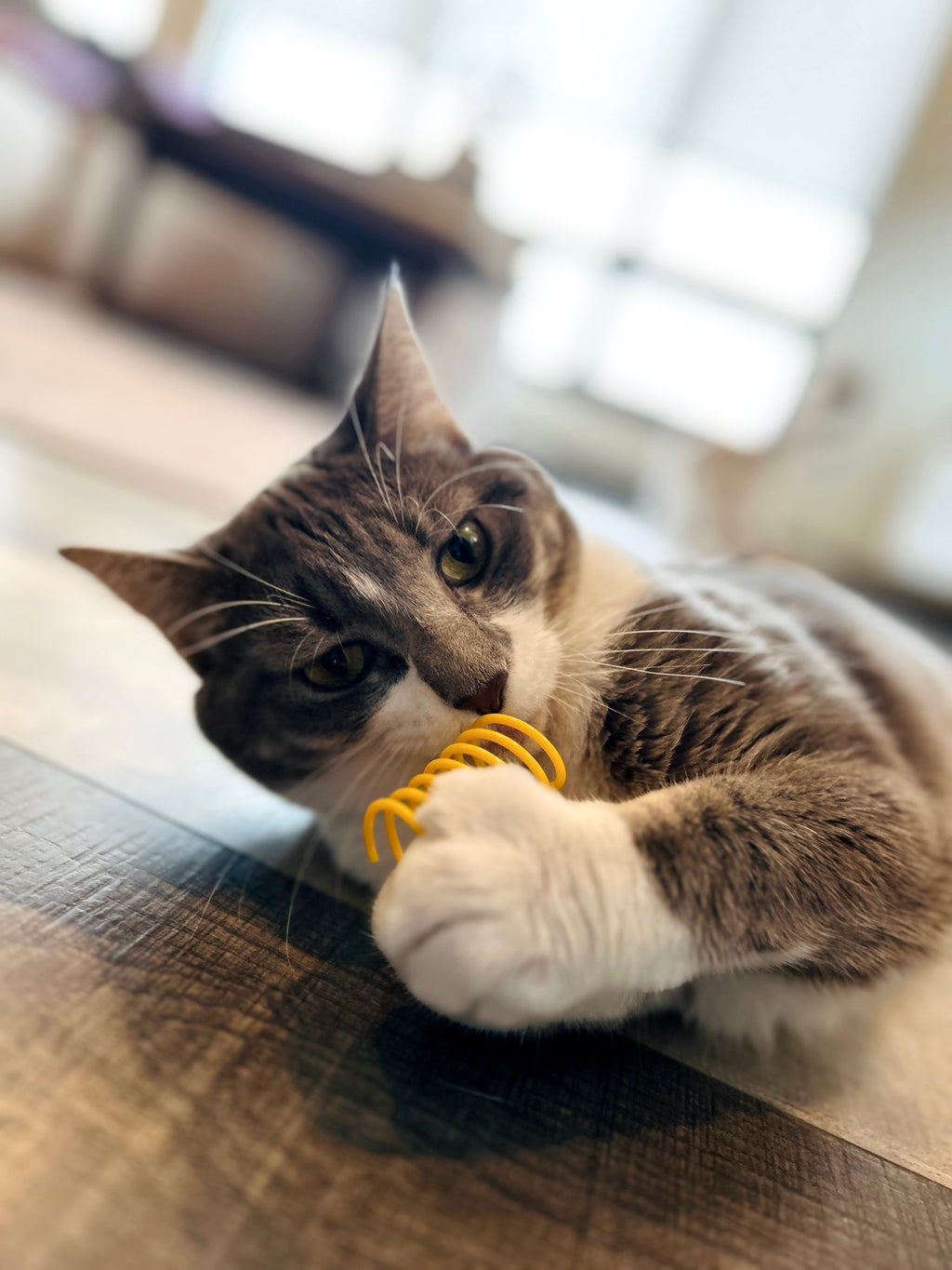 A gray and white cat lying on a wooden floor, playfully biting a yellow coil spring cat toy.