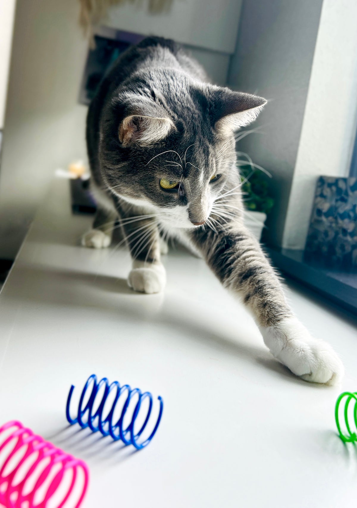 A gray and white tabby cat stretches its front paw to catch a blue cat toy spring on a white table, with pink and green cat toy springs in the foreground.