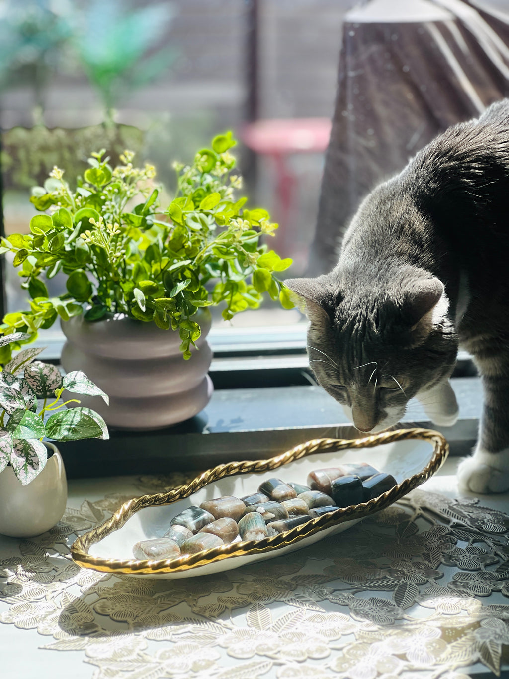 Cat sniffing a decorative tray with pebbles on a table near a window with plants.
