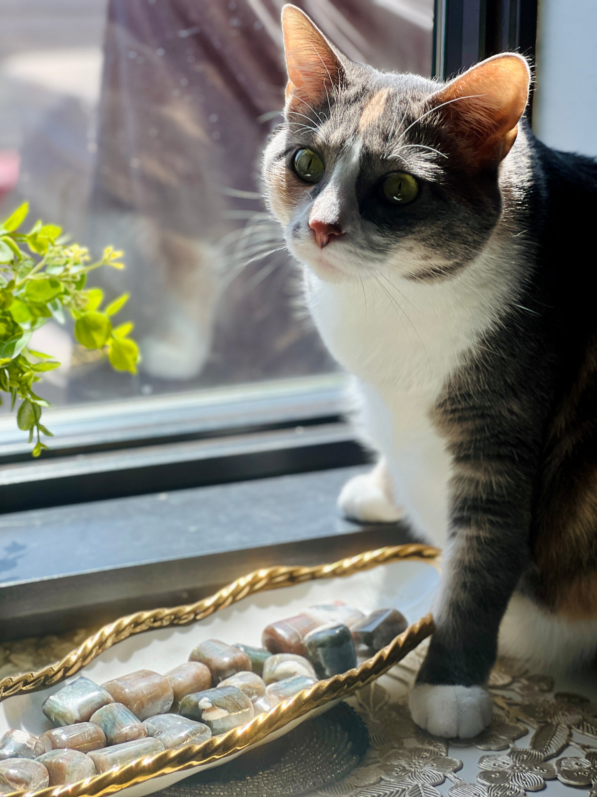 Cat standing on a windowsill with a plant and decorative stones below