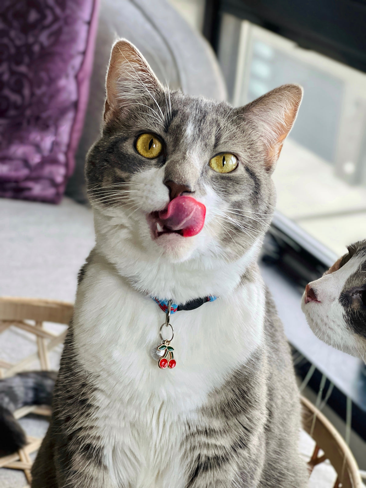 Cat with a collar and tags licking its tongue indoors