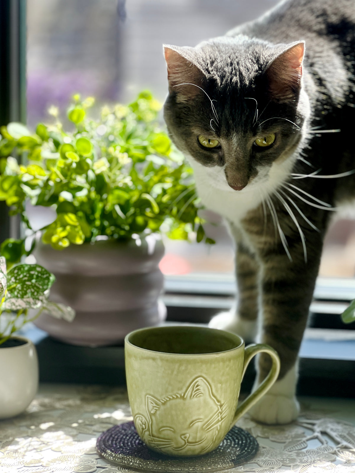 Cat looking at a green mug with a cat design on a windowsill with plants.
