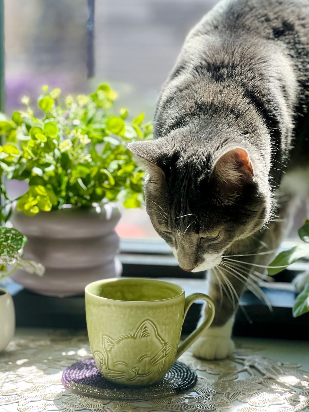 Cat sniffing a green mug with a cat design on a table with plants in the background
