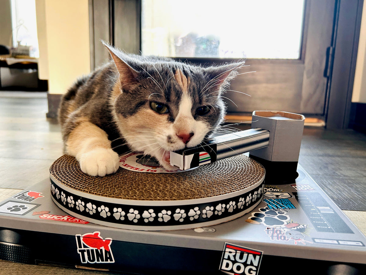 Cat Toy Scratch Turntable - Cardboard DJ scratching deck