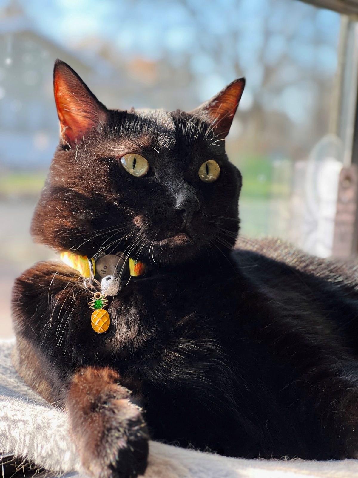Black cat with yellow eyes wearing a collar with tags, sitting outdoors.