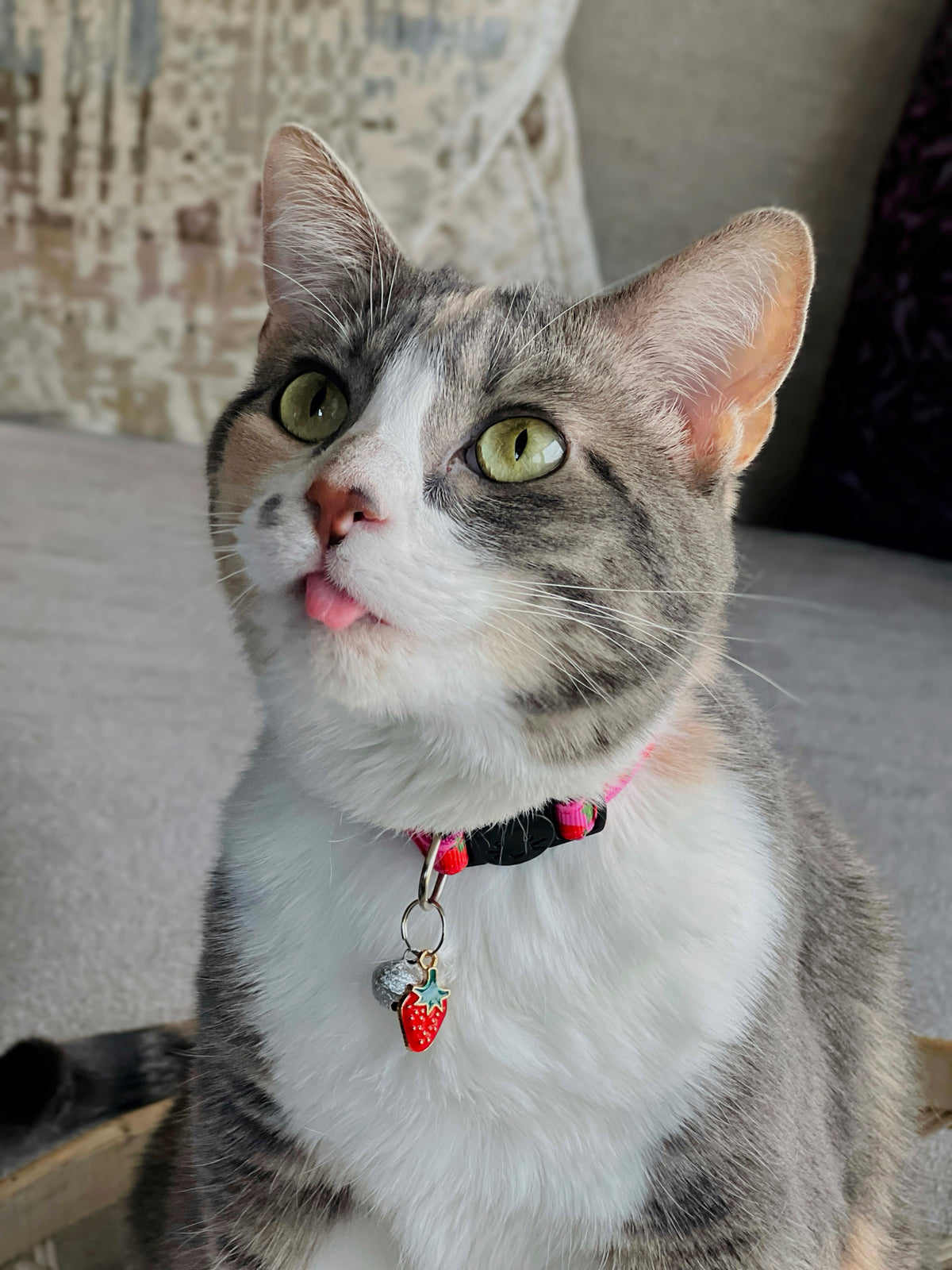 Cat with a colorful collar sitting on a couch