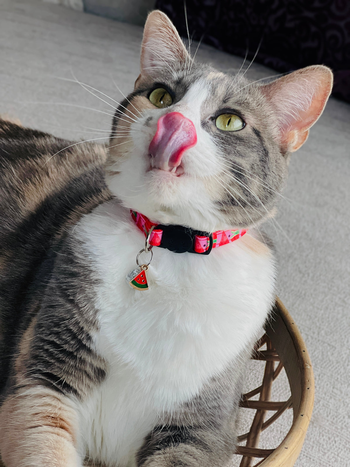 Cat with a colorful collar licking its lips on a chair.